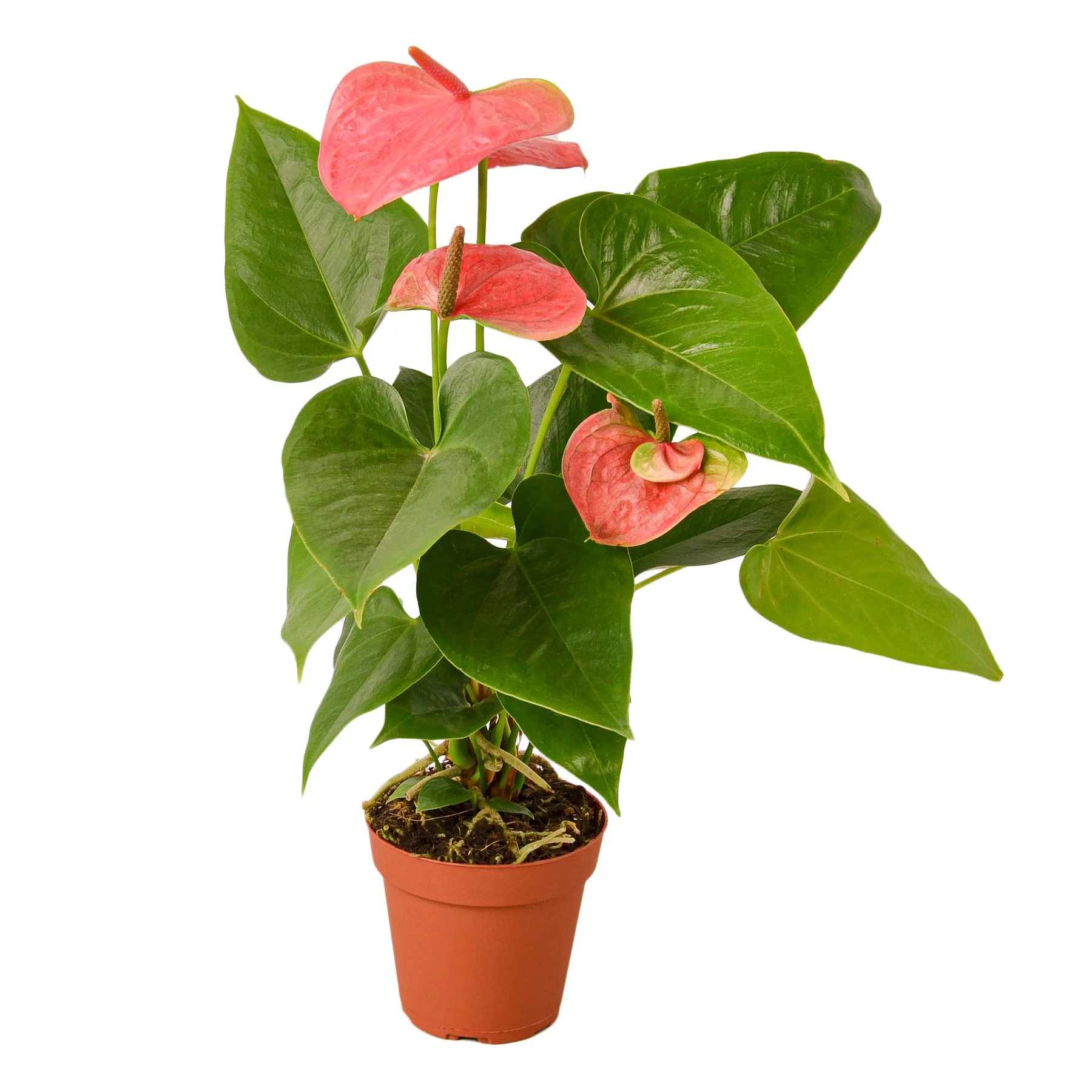 Anthurium — a beautiful heart-shaped spike, resembling a flower